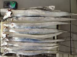 本荘人工島でのタチウオ釣りの釣果