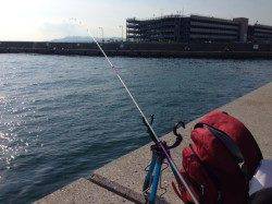 垂水漁港でカワハギ狙い、周りではエギでコウイカも揚がっていました