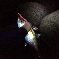 深日漁港でアジ爆釣☆メバルはもう少し後？