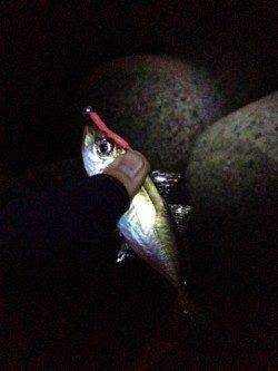 深日漁港でアジ爆釣☆メバルはもう少し後？