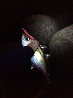 深日漁港でアジ爆釣☆メバルはもう少し後？