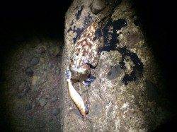 牛ヶ首周辺、エギングでキロアップも♪