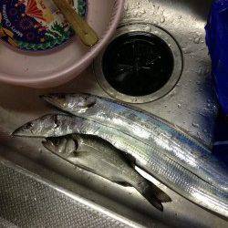 目良漁港でアジング〜ワインド　ただいまタチウオが快釣！