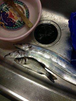 目良漁港でアジング〜ワインド　ただいまタチウオが快釣！