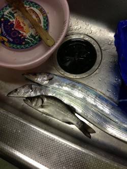 目良漁港でアジング〜ワインド　ただいまタチ…