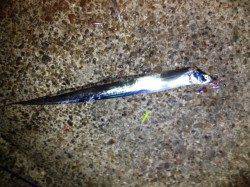 本荘人工島でキビナゴを使って太刀魚釣り、指三本サイズが中心でした