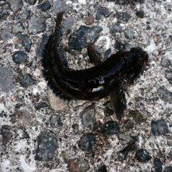 武庫川河口で落とし込み、15センチほどのここらでは珍しい魚