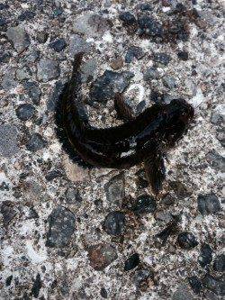 武庫川河口で落とし込み、15センチほどのここらでは珍しい魚