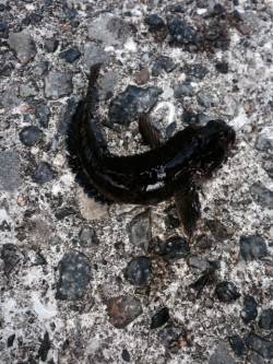 武庫川河口で落とし込み、15センチほどのこ…