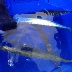 1時間限定で芦屋浜にサヨリを狙いに行きました！