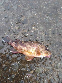 りんくう　ウキ釣りでガシラ・アナゴの釣果