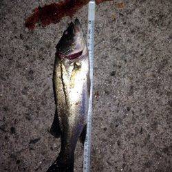 飾磨～広畑　ちょい投げでセイゴ＆アナゴ　ゴンズイにはご注意を