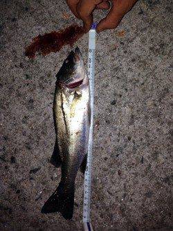 飾磨～広畑　ちょい投げでセイゴ＆アナゴ　ゴンズイにはご注意を