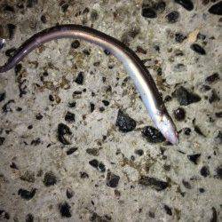 須磨　カレイ狙いもアナゴの釣果　リリースサイズを含め20匹