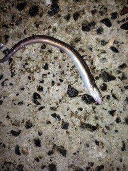 須磨　カレイ狙いもアナゴの釣果　リリースサイズを含め20匹