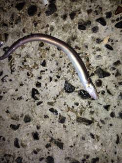 須磨　カレイ狙いもアナゴの釣果　リリースサ…