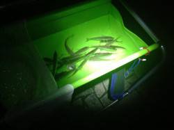 翼港　夜のサビキ釣りでアジ50尾　防寒対策…