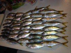 助松埠頭でアジング　1時間での釣果