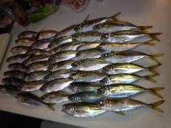 助松埠頭でアジング　1時間での釣果