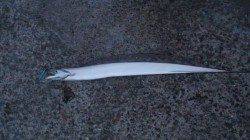 明るくなってからのメタルジグでタチウオ8本