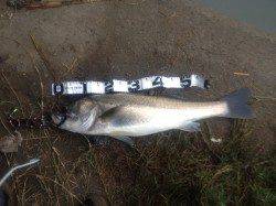 石津川河川でシーバスの釣果