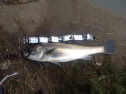 石津川河川でシーバスの釣果