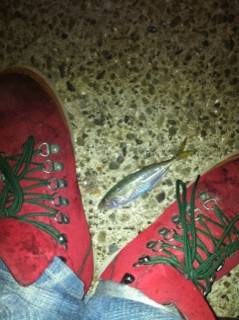 スローリトリーブで毎投アタリ！ 丸山でアジ…