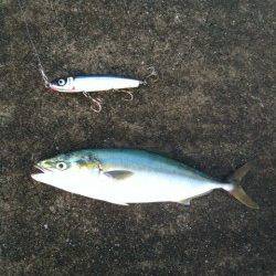 一投目でドンッ！ ショアジギングでハマチGET！