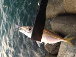 深日漁港、夕方からのアジング釣果