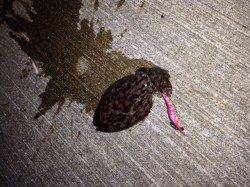 深日漁港でエギング、人生初イカＧＥＴ！