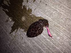 深日漁港でエギング、人生初イカＧＥＴ！