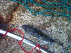 丸山で紀州釣りはエサ取りの猛攻…チヌの姿も