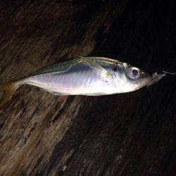 舞州でアジング、アジの群れを発見し、1投1匹のラッシュ