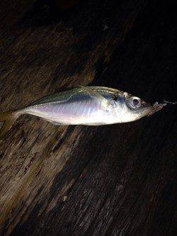 舞州でアジング、アジの群れを発見し、1投1匹のラッシュ