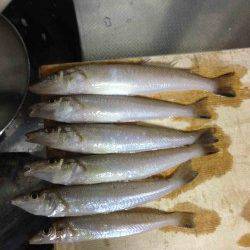 早朝から落ちギスを狙いに深日港へ