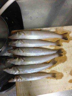 早朝から落ちギスを狙いに深日港へ