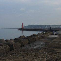 深日港でキス狙い　そろそろカレイにシフトですね