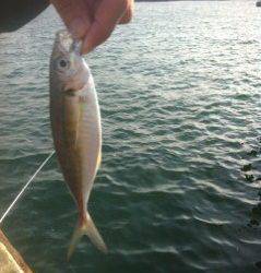 北公園でエビ撒きハネ釣り…釣果はアジ・メバルのみ