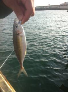 北公園でエビ撒きハネ釣り…釣果はアジ・メバ…