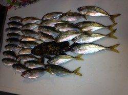 助松埠頭でアジング　濃い色のん今日のアタリ色