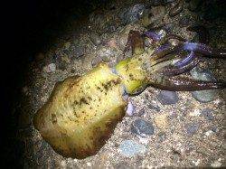 牛ヶ首周辺、エギングでキロアップも♪