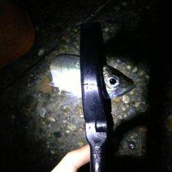 江井ヶ島の夕まずめ狙いにてアジング、外道でシーバスも♪