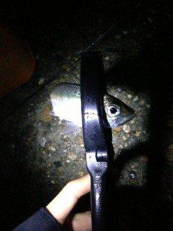 江井ヶ島の夕まずめ狙いにてアジング、外道でシーバスも♪