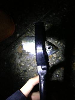 江井ヶ島の夕まずめ狙いにてアジング、外道で…