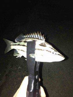 富田川河口で18時から5時間の釣行