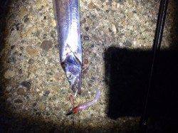 助松埠頭でのワインド釣果