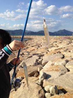 コンディション良ければまだ落ちギス楽しめま…