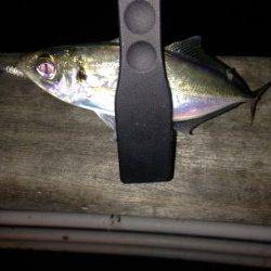 舞州でアジング　レギュラーサイズはコンスタント