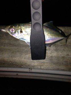 舞州でアジング　レギュラーサイズはコンスタント