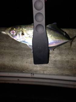 舞州でアジング　レギュラーサイズはコンスタ…